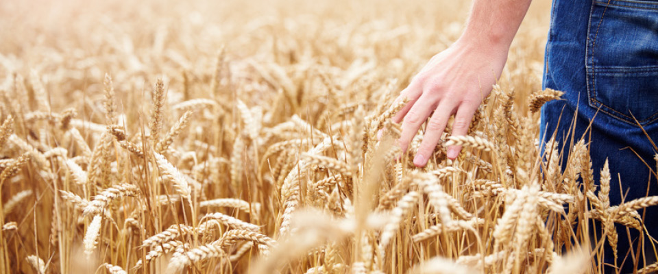 fwg-wirtschaftsberatung-landwirtschaft